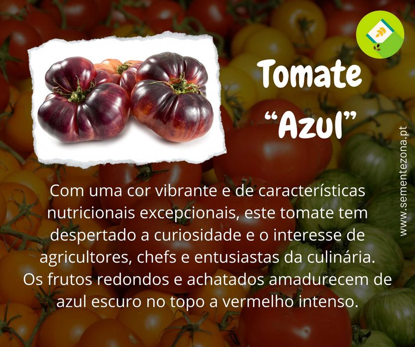 15 Sementes de Tomate Blue Beauty (raro)