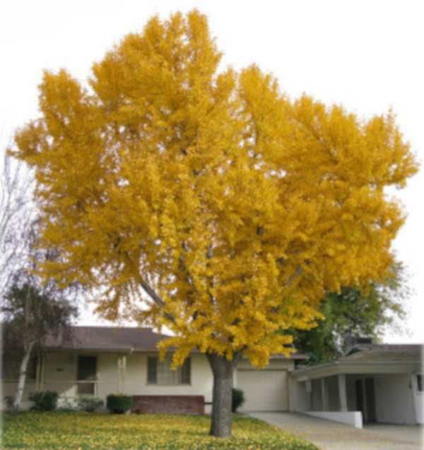 MIŁORZĄB CHIŃSKI Ginkgo biloba - sadzonki w doniczkach