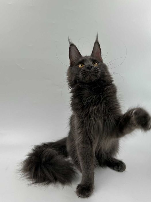 Продам мейн кун  девочка