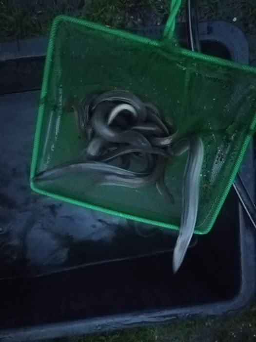 Węgorz 22-30cm kroczek narybek Jesiotr, Lin, karp
