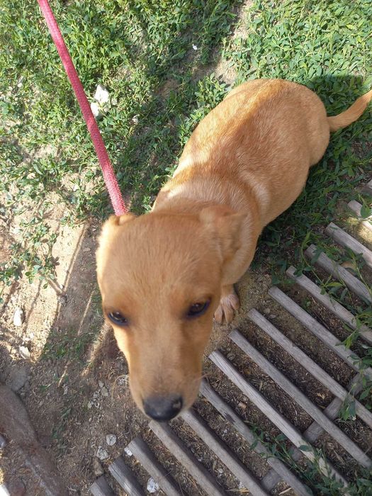 Pieski do adopcji!
