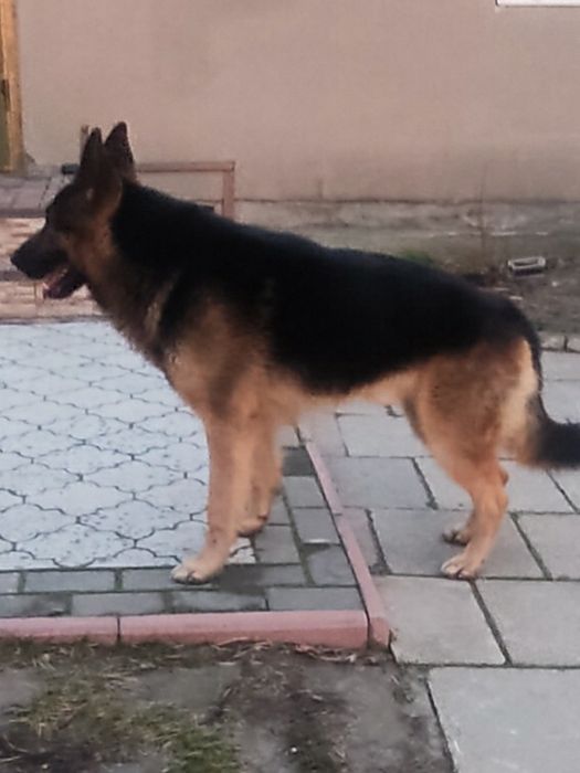 Вязка немецкая овчарка