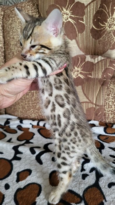 Бенгальские котята wcf