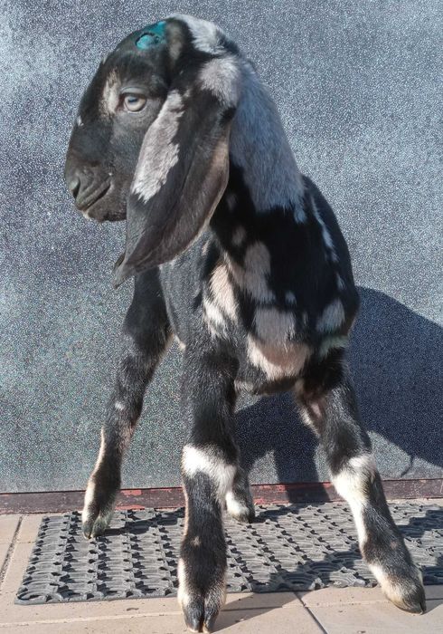 Козлик.кози.козенята.