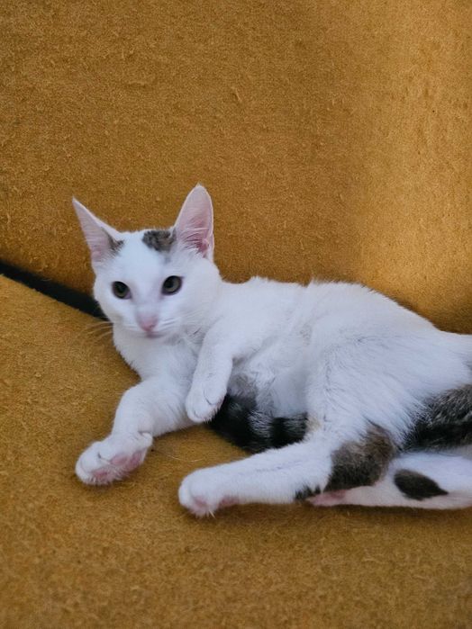 Kotek do adopcji