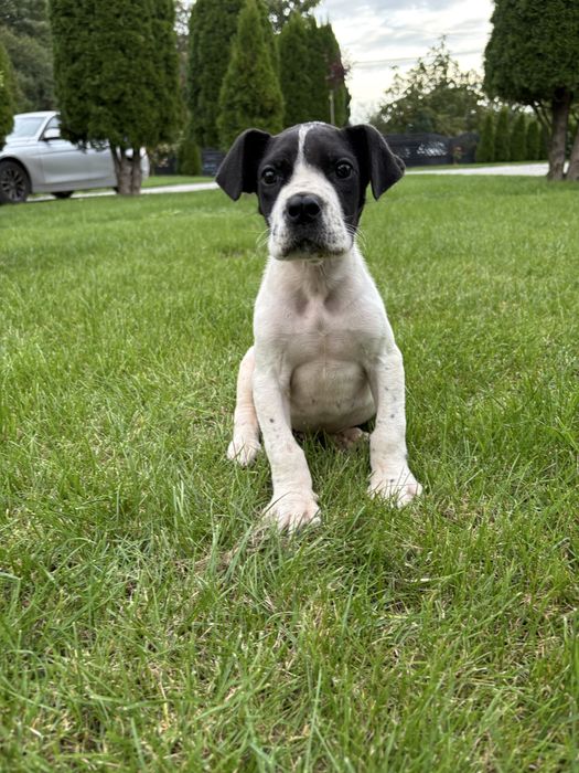 Dog Niemiecki Piesek