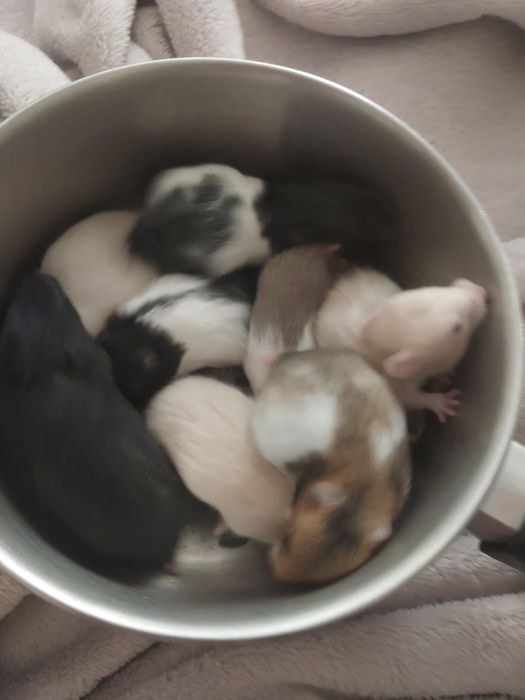 Sprzedam syryjskich chomików