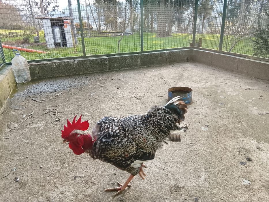 Vendo frangos caseiros