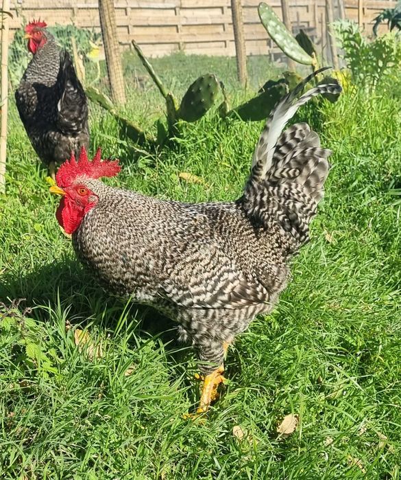 Galo Raça Pedrês Portuguesa