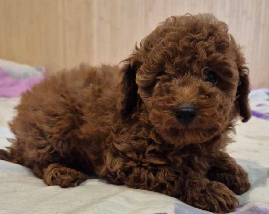 Хлопчик тои пуделя редбраун