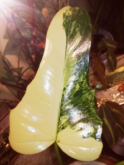 Philodendron Florida Beauty x MAYOI Variegata UNIKAT Monstera Filoden