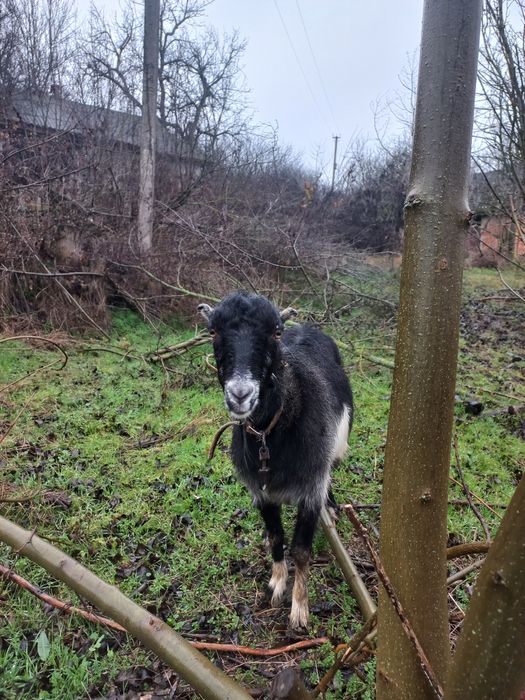 Продам Кози, Козли