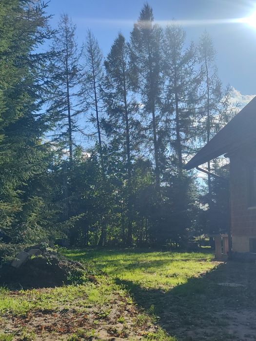 Wycinka drzew i krzewów metoda alpinistyczna
