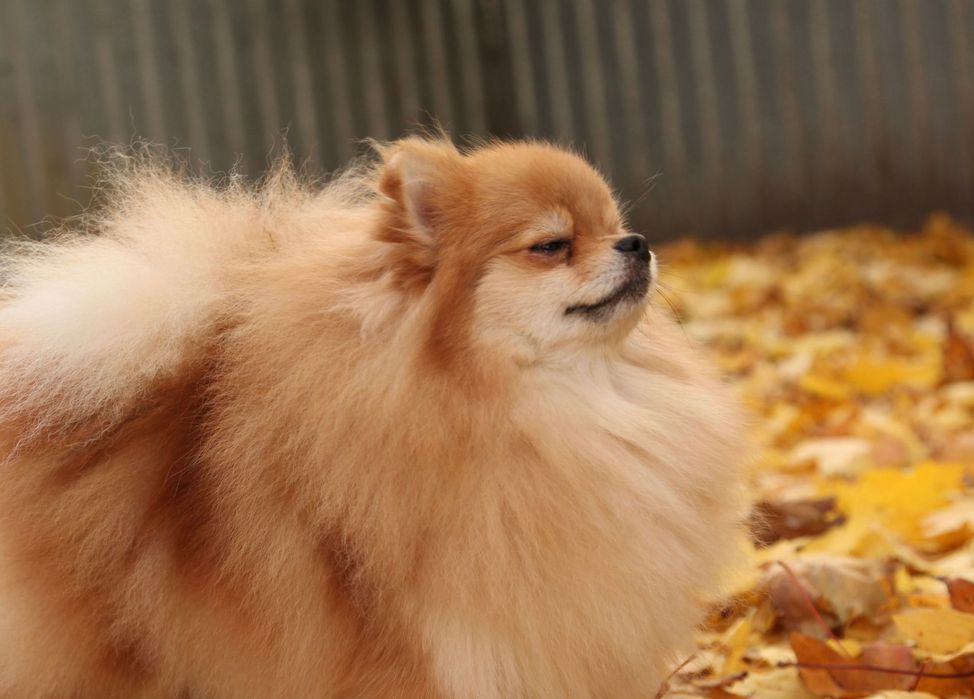 Шикарна дівчинка померанського шпіца.