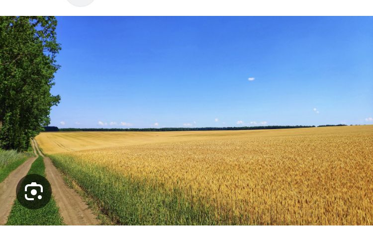Фото ділянки