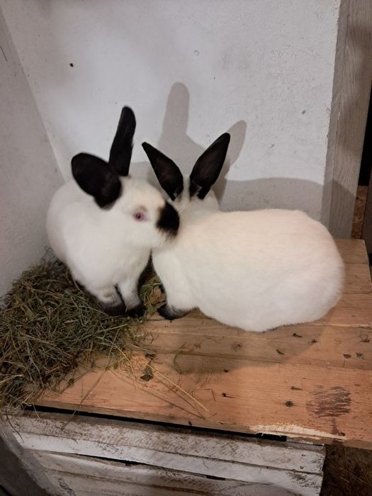 samiczki kalifornijskie