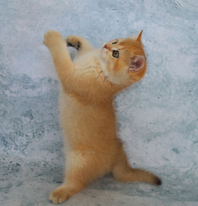 Кошеня золота шиншила