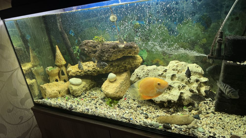 Продам аквариум 200 л