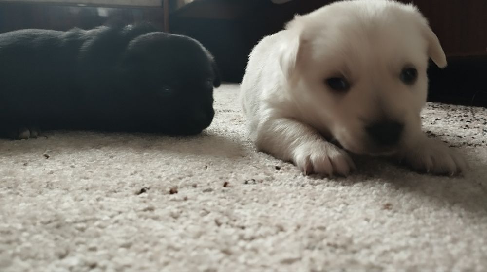 Цуцики хлопчики в хороші руки)