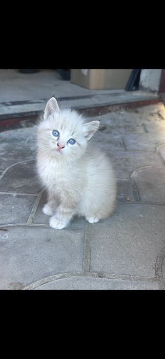 В добрі руки кошенята.