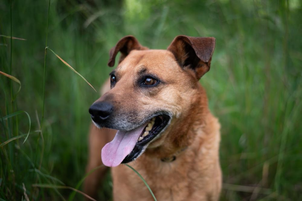 Nieśmiały, choć kochany rudy duży pies do adopcji. Kochany, bez cienia agresji. Stracił wiele lat swojego życia. Adopcja schroniskowa