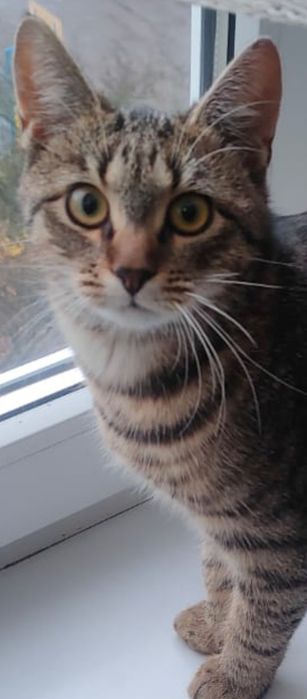 Мурочка! Кошеня 6 міс.