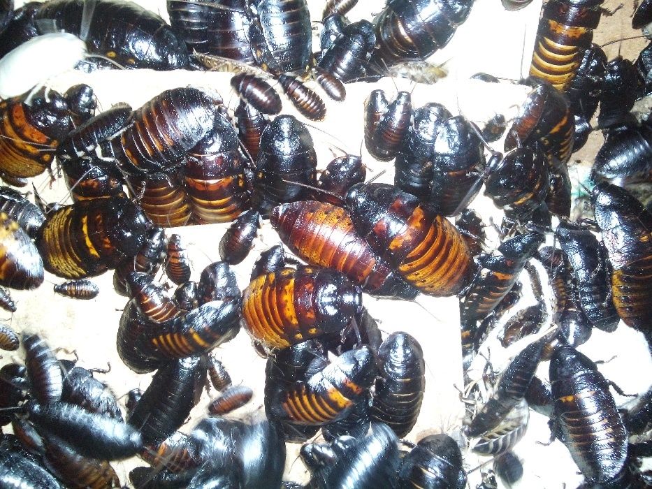 Мадагаскарский таракан