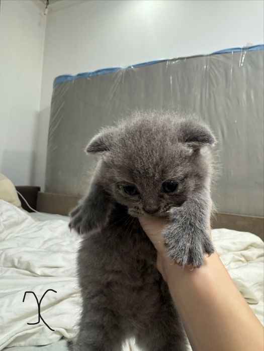 шотландські висловухі