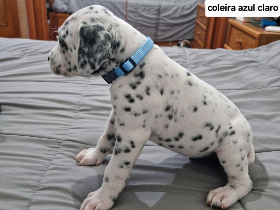 Dálmatas – Amor, beleza e companheirismo.