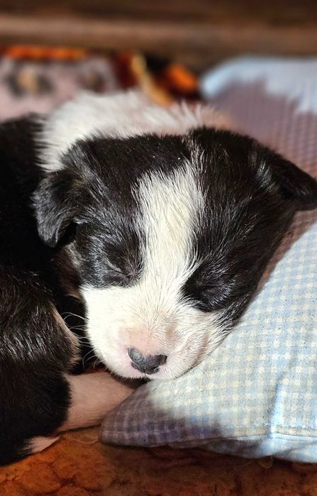 Chłopczyk welsh corgi cardigan