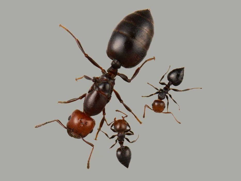 Экзотические муравьи для муравьиных ферм // Messor, Crematogaster.