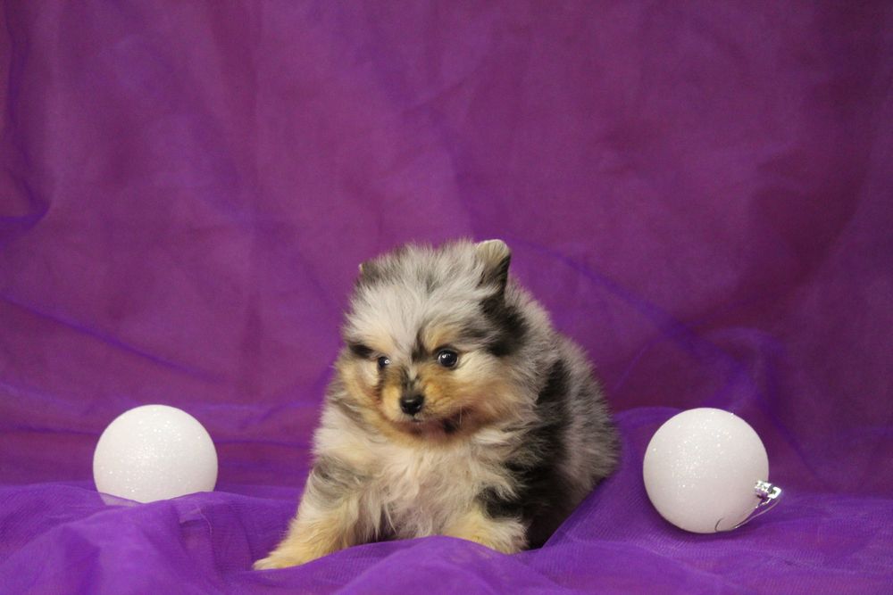 Мальчик , мелкий компактный ,шпиц щенок