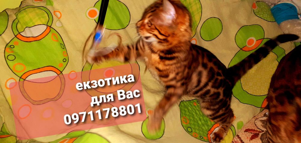 Початок літа час придбати міні-леопардочку