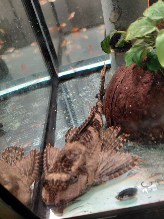 Glonojad gibiceps