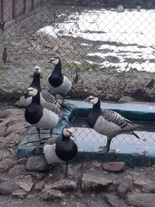 Ptaki ozdobne gęsi bernikle