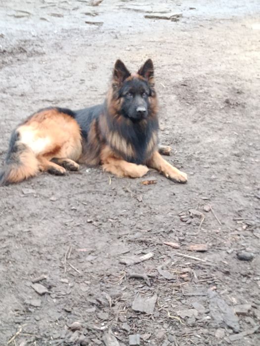 Німецька вівчарка для в'язки