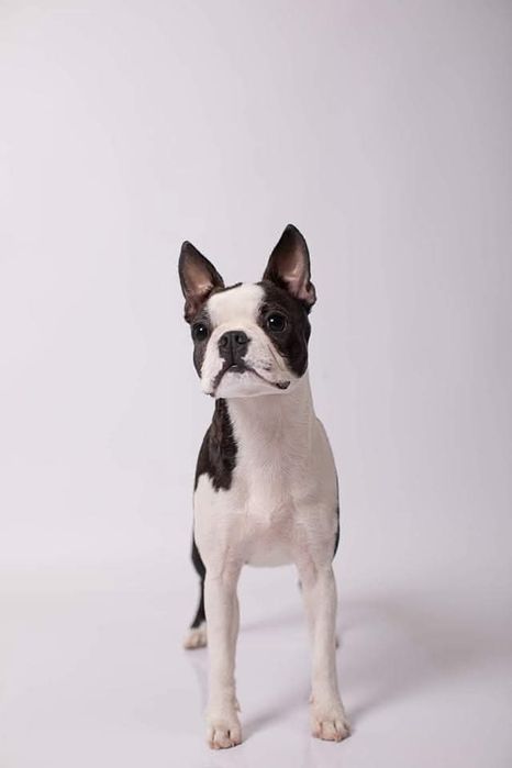 Boston Terrier piesek ZKwP FCI