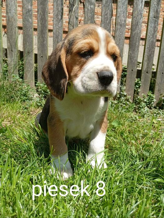 Sprzedam szczeniak Beagle