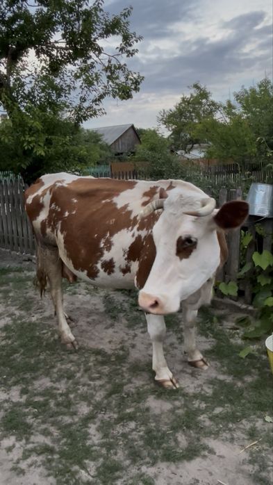 продам корову, червоно-біла масть (рижа)