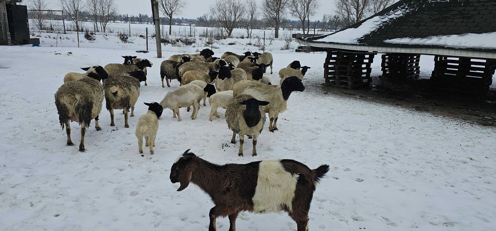 Дорпер  кросси  Вінницька обл