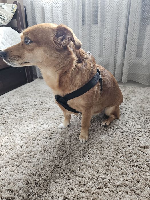 Шлея для собак, середньої породи, може бути і на більшу собаку, нова