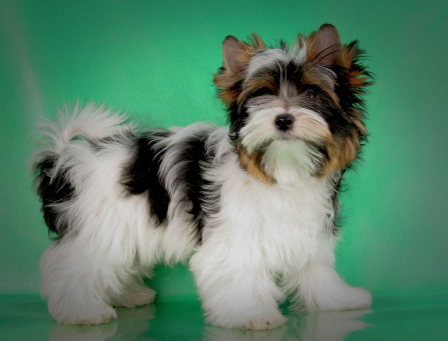 Цуценя бівер йорка. Хлопчик.