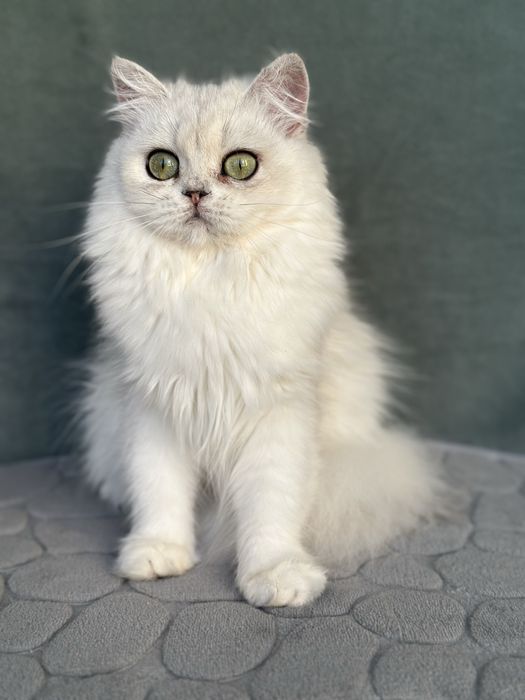 Мини серебристая Бьюти