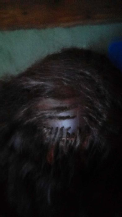 Głowa lalki do stylizacji włosów