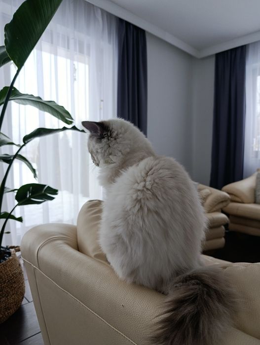 Kocurek Ragdoll z rodowodem