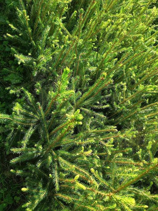 Świerk pospolity 4.0 35 cm - 70 cm sortowane