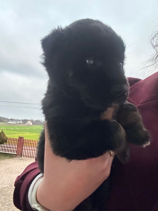 Oddam psa w dobre ręce