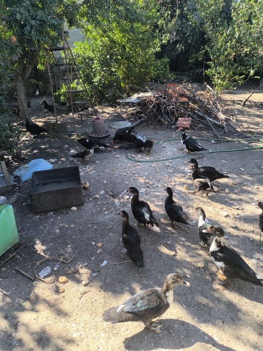 Patos mudos 10€ cada