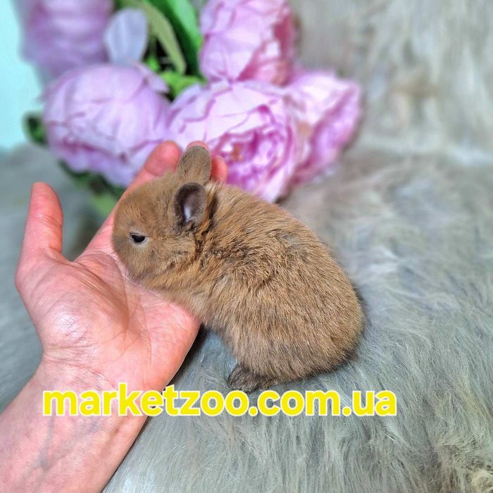 Карликовий кролик декоративний кроленя купити кролика Левоголовий Lion