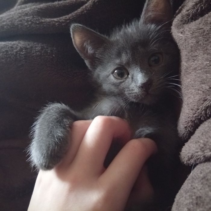 Віддаю кошенят!!
